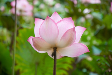 Obraz premium Lotus