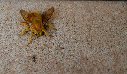 Large Yellow Bee / Male Valley Carpenter bees are have yellow fuzzy bodies and green metallic eyes.
