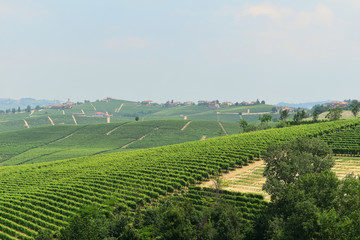 Vineyards in Piedmont, Italy