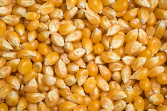 Popcorn seed background