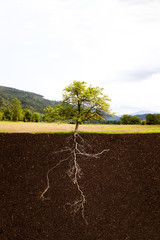 Baum mit Wurzel