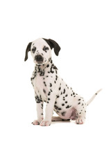 Cute black and white dalmatian puppy sitting proud facing the camera isolated on a white background
