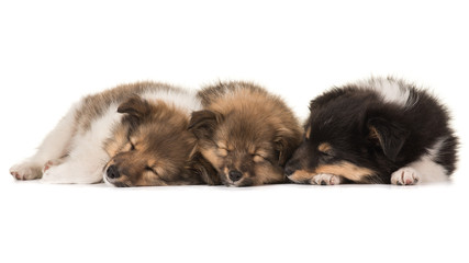 Three cute sleeping shetland sheepdog puppies lying netxt to eachother isolated on a white background