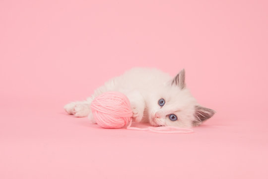 Cute Longhair Baby Ragdoll Cat Lying Down On The Floor With A Ball Of Pink Wool On A Pink Background