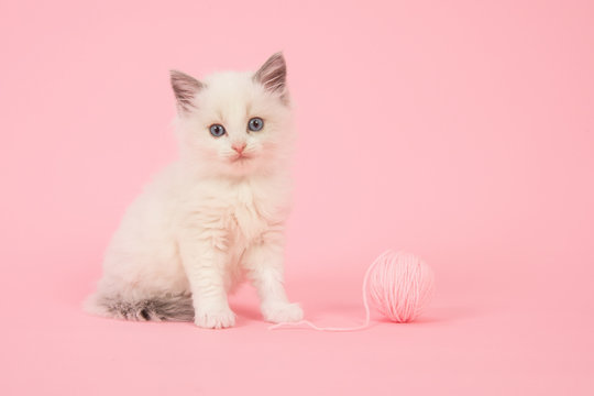 Cute longhair baby ragdoll cat sitting with a ball of pink wool on a pink background