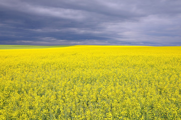 Yellow flowering rapeseed field in perspective. The stormy sky in the background.