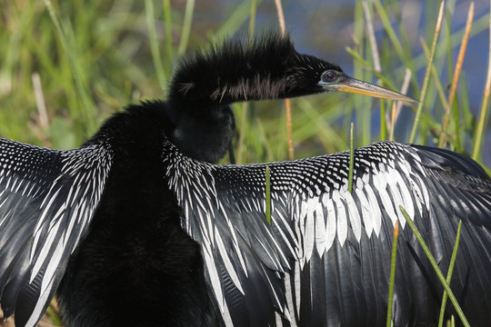 USA, Florida, Everglades National Park. Anhinga with wings spread out to dry. Credit as: Wendy Kaveney / Jaynes Gallery / DanitaDelimont.com