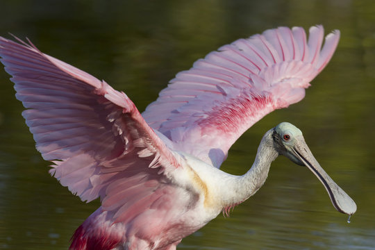 USA, Florida, Everglades National Park. Roseate spoonbill with wings spread. Credit as: Wendy Kaveney / Jaynes Gallery / DanitaDelimont.com 
