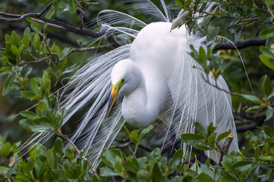 USA, Florida, Anastasia Island, Alligator Farm. Great egret in breeding plumage. Credit as: Cathy & Gordon Illg / Jaynes Gallery / DanitaDelimont.com