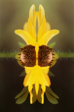USA, Colorado, Boulder. Sunflower montage. Credit as: Marie Bush / Jaynes Gallery / DanitaDelimont.com