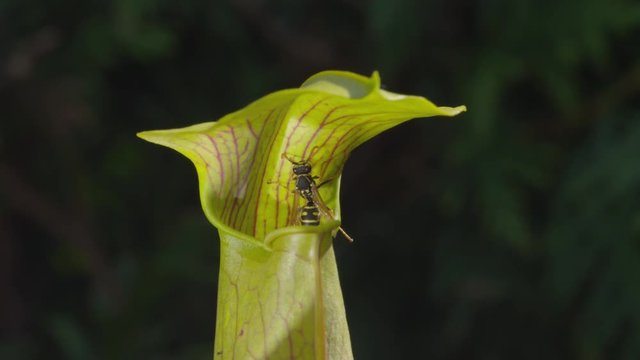CLOSEUP: Wasp licking poisonous juice and falling into carnivorous plant 