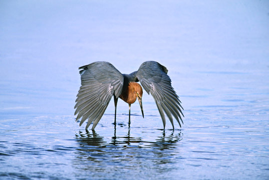 Reddish Egret (Egretta rufescens) fishing. USA, Florida, Sanibel Island, Ding Darling National Wildlife Refuge