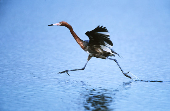 A hybrid of the dark and white morphs of the Reddish Egret (Egretta rufescens) fishing. The habit of dashing about in shallow water while fishing is unique to the Reddish Egret.USA, Florida, Sanibel Island, Ding Darling National Wildlife Refuge