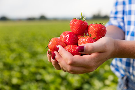 Frau mit Hand voller frischer Erdbeeren