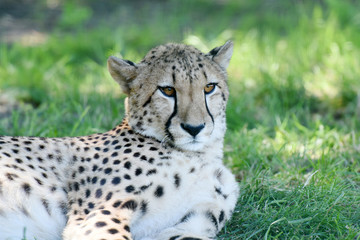 guépard