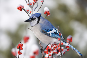 Blue Jay (Cyanocitta cristata) in Common Winterberry (Ilex verticillata) in winter, Marion, Illinois, USA.