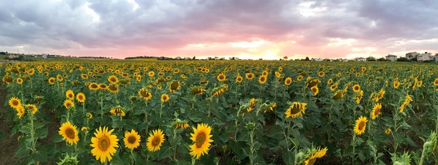 sunflower harvest panorama sunset background © Oguz Dikbakan