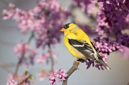 American Goldfinch (Carduelis tristis) male in Eastern Redbud tree (Cercis canadensis). Marion, Illinois, USA.