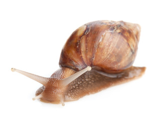 Snail