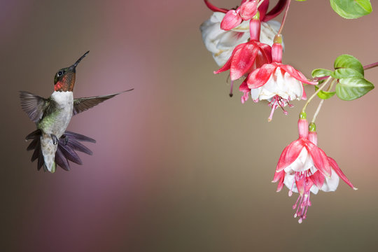 Ruby-throated Hummingbird (Archilochus colubris) male at Fuschia (Fuschia hybrid), Marion Co. IL