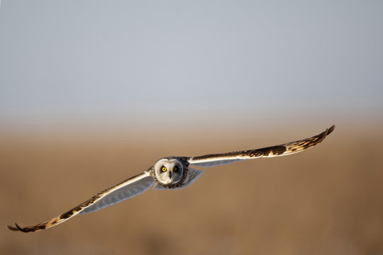  Short-eared Owl (Asio flammeus) in flight at Prairie Ridge State Natural Area, Marion Co., IL