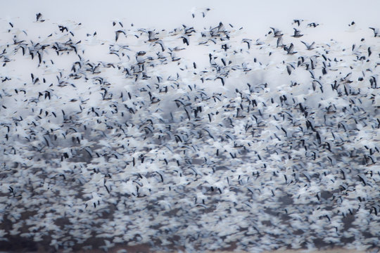 Snow Geese (Chen caerulescens) in flight, blurred wings, Marion Co, IL