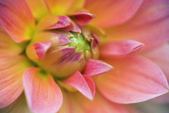Close-up of dahlia flower blooming