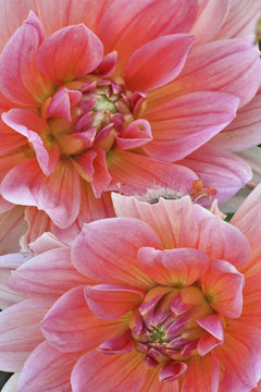 Pair of Dahlia flowers, Dahlia spp. , Rockport, Maine