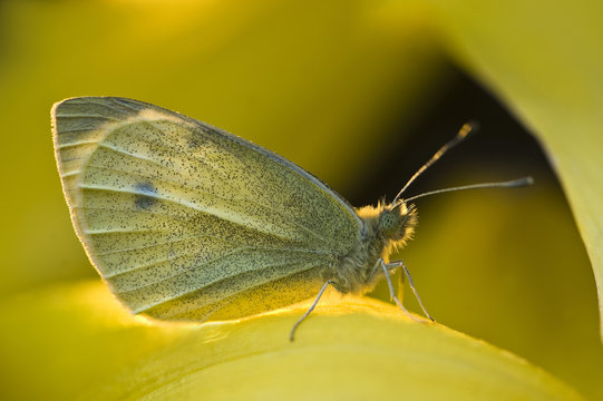 USA, Ohio. Close-up of sulphur butterfly on yellow daffodil flower. Credit as: Nancy Rotenberg / Jaynes Gallery / Danita Delimont.com 

