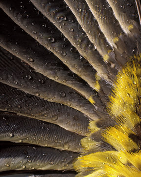 USA, Oregon. Waterdrops on underside of grosbeak feather. Credit as: Steve Terrill / Jaynes Gallery / DanitaDelimont.com
