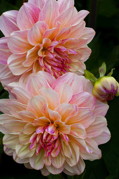 USA, Oregon, Shore Acres State Park. Close-up of dahlia flowers. Credit as: Jean Carter / Jaynes Gallery / DanitaDelimont.com 