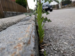 Pflanzen am Straßenrand