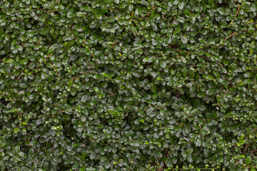 Background wall trees