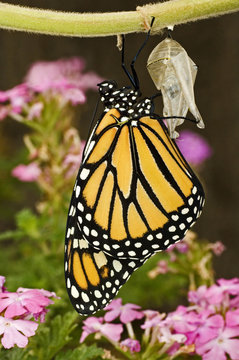 USA, Texas, Hill Country. Close-up of monarch butterfly just hatched from pupal stage cocoon.