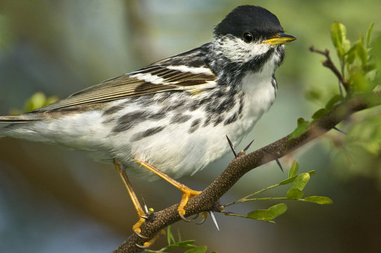USA, Texas, South Padre Island. Portrait of blackpoll warbler in breeding plumage. Credit as: Dave Welling / Jaynes Gallery / DanitaDelimont.com