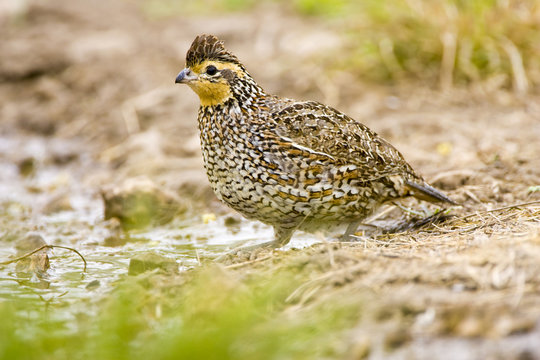 USA, Texas, Mission, Dos Venadas Ranch. Close-up of female northern bobwhite. Credit as: Fred J. Lord / Jaynes Gallery / Danita Delimont.com