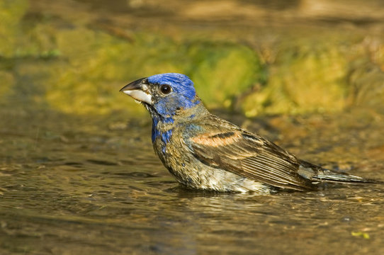 USA, Texas, Rio Grande Valley. Male blue grosbeak bathing.