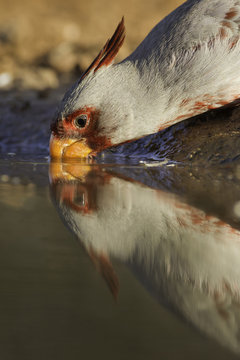 USA, Texas, Santa Clara Ranch. Male pyrrhuloxis bird drinking. Fred Lord