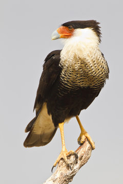 USA, Texas, Mission, Martin-Javelina Ranch. Crested caracara standing on branch stub. Credit as: Fred Lord / Jaynes Gallery / DanitaDelimont.com