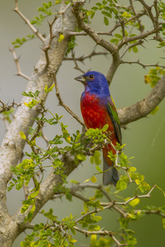 USA, Texas, Hidalgo County. Male painted bunting in thorny tree.
