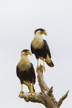 USA, Texas, Hidalgo County. Adult crested caracara pair on tree stump. Credit as: Cathy & Gordon Illg / Jaynes Gallery / DanitaDelimont.com