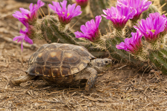USA, Texas, Hidalgo County. Berlandier's tortoise and strawberry pataya blossoms on cacti.