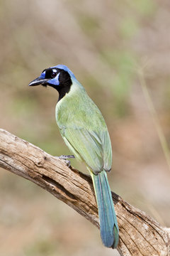 Green Jay (Cyanocorax yncas) in tree Starr Co., TX
