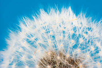 Obraz na płótnie Canvas Dandelion flower seeds blowball
