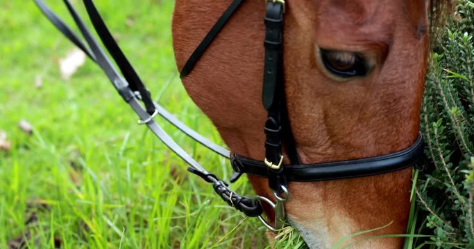 Horse chomping down on grass in high quality 4k format