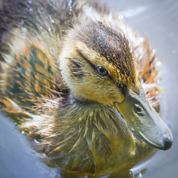 USA, Washington, Seabeck. Mallard duck chick close-up.  Credit as: Don Paulson / Jaynes Gallery / DanitaDelimont.com