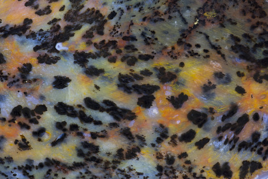 Cheetah Agate