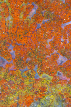 Plume Agate, Sammamish Washington