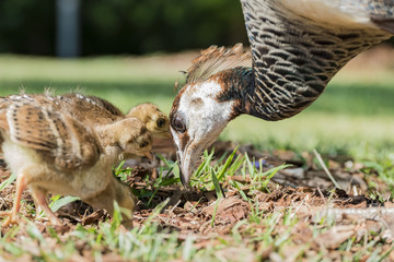 Beautiful female peacock and her child