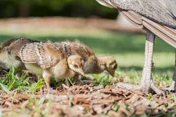 Beautiful female peacock and her child